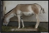  (Equus hemionus kulan (E. onager kulan))