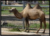   ()(Camelus bactrianus)