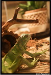  (Iguana iguana)